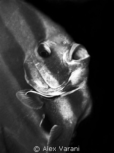 Bat-fish cleaning in black and white by Alex Varani 